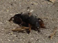 Veenmol [Gryllotalpa gryllotalpa]